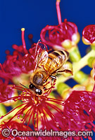 Honey Bee collecting pollen Photo - Gary Bell