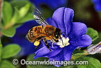 Honey Bee Apis Mellifera collecting pollen Photo - Gary Bell