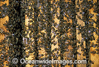 Worker Honey Bees storing pollen in hive Photo - Gary Bell
