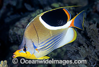 Saddled Butterflyfish Chaetodon ephippium Photo - Gary Bell