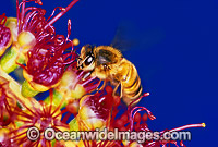 Honey Bee Apis Mellifera collecting pollen Photo - Gary Bell