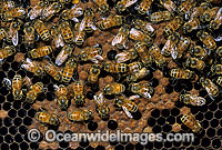 Honey Bees storing pollen in honeycomb Photo - Gary Bell