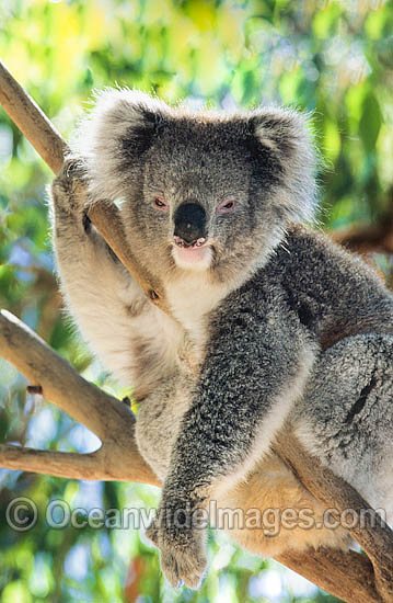 Koala photo