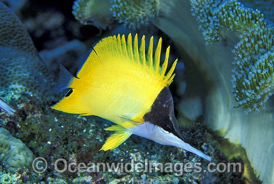 Long-nose Butterflyfish Forcipiger flavissimus photo