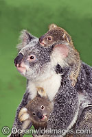 Koala mother with two cubs Photo - Gary Bell