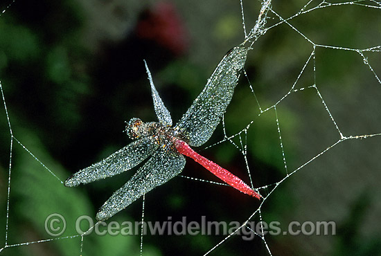 Dragonfly in Spider web photo