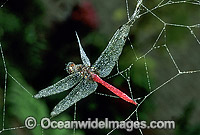 Dragonfly in Spider web Photo - Gary Bell