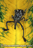 Curculion Weevil Photo - Gary Bell