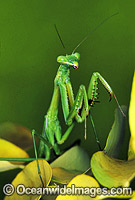 Giant Australian Mantis Hierodula majuscuca Photo - Gary Bell