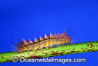 Moth caterpillar Spilosoma canescens Photo - Gary Bell