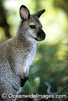 Red-necked Wallaby Photo - Gary Bell