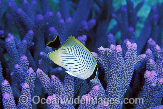 Chevroned Butterflyfish amongst coral photo