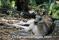 Forester Kangaroo resting Photo - Gary Bell