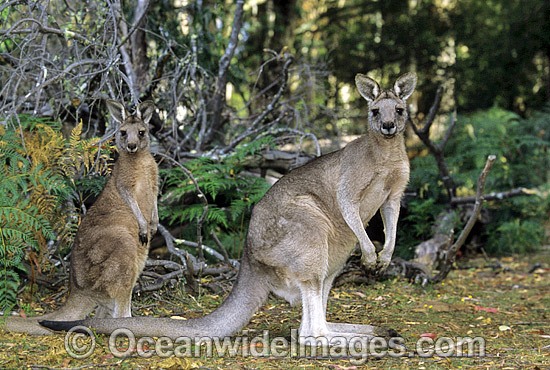 Forester Kangaroos with joey photo