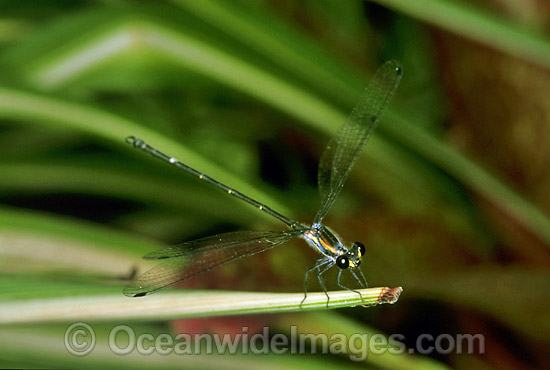 Dragonfly Austroargiolestes isabellae photo