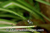 Dragonfly Austroargiolestes isabellae Photo - Gary Bell