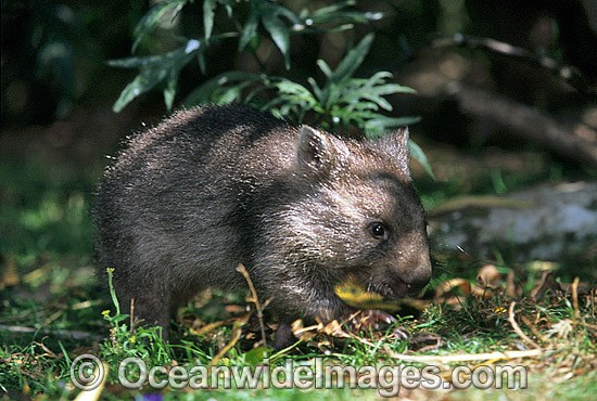 Baby Common Wombat Vombatus ursinus photo