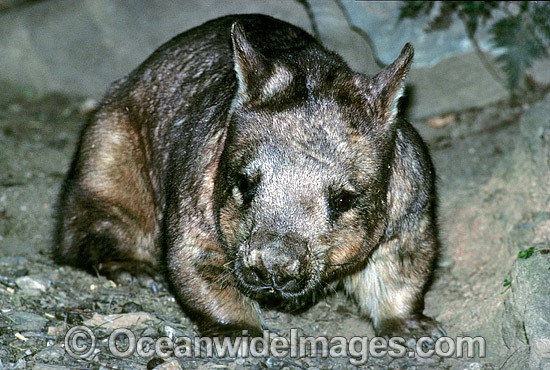 Southern Hairy-nosed Wombat Lasiorhinus latifrons photo