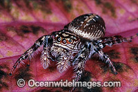 Garden Jumping Spider Photo - Gary Bell
