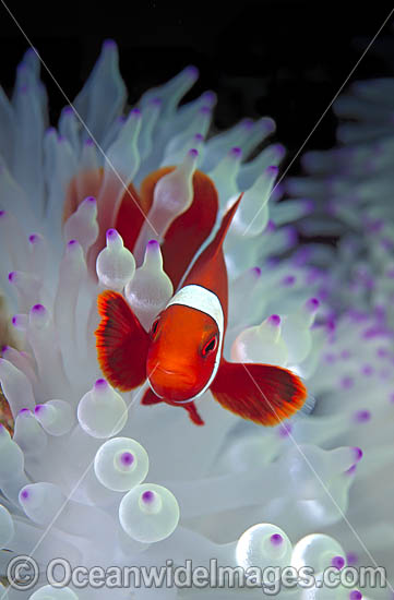 Clownfish Anemonefish Stock Photos Pictures And Images