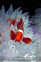 Spine-cheek Anemonefish Premnas biaculeatus Photo - Gary Bell