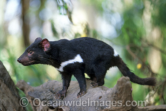 756 Tasmanian Devil Stock Photos, High-Res Pictures, and Images - Getty  Images
