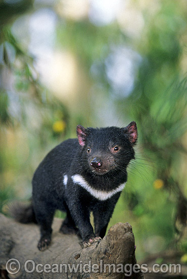 australian tasmanian devil
