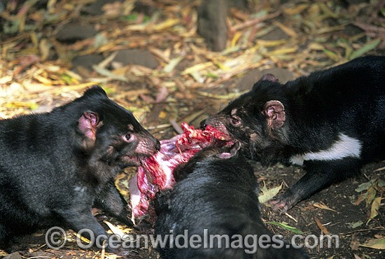 Tasmanian Devils three adults feeding photo