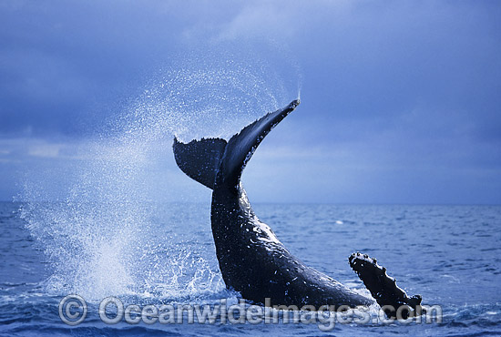 Humpback Whale tail fluke slapping photo