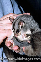 Squirrel Glider mother with baby Photo - Gary Bell