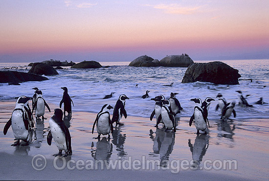African Penguins Spheniscus demersus photo