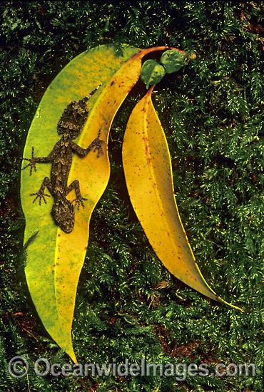 Leaf-tailed Gecko on eucalypt gum leaves photo