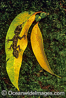 Leaf-tailed Gecko on eucalypt gum leaves Photo - Gary Bell