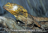 Frilled Lizard Photo - Gary Bell