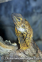Frilled-neck Lizard Chlamydosaurus kingii Photo - Gary Bell
