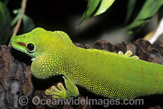 Madagascan Giant Day Gecko photo