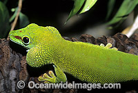 Madagascan Giant Day Gecko Photo - Gary Bell