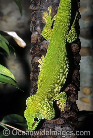 Madagascan Gecko Phelsuma madagascaiensis photo