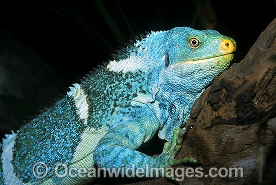 Fijian Crested Iguana photo