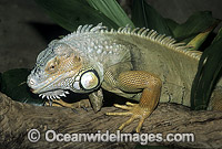 Common Iguana Photo - Gary Bell