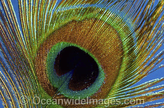 Peaccok Pao cristatus feather photo
