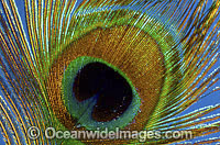 Peaccok Pao cristatus feather Photo - Gary Bell