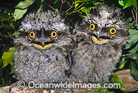 Tawny Frogmouth hatchlings on branch Photo - Gary Bell