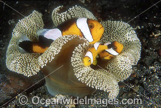 Panda Clownfish Perca polymnus photo