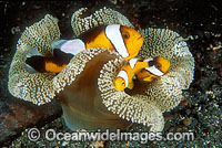 Panda Clownfish Perca polymnus Photo - Gary Bell