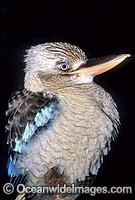 Blue-winged Kookaburra Dacelo leachii Photo - Gary Bell