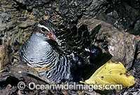 Buff-Banded Rail with chicks Photo - Gary Bell