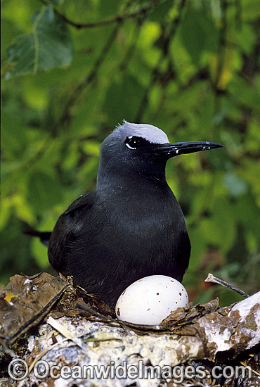 Nesting Black Noddy with egg photo