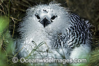 Red-tailed Tropicbird chick Photo - Gary Bell