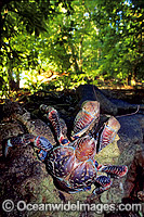 Coconut Crab Photo - Gary Bell